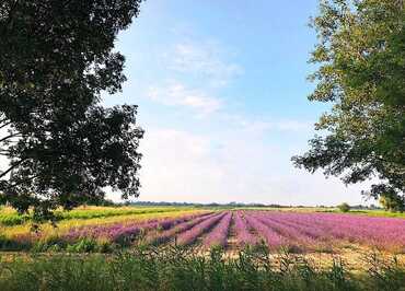 Un Mas en Provence