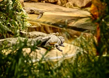 Salle de séminaire à la Ferme aux Crocodiles