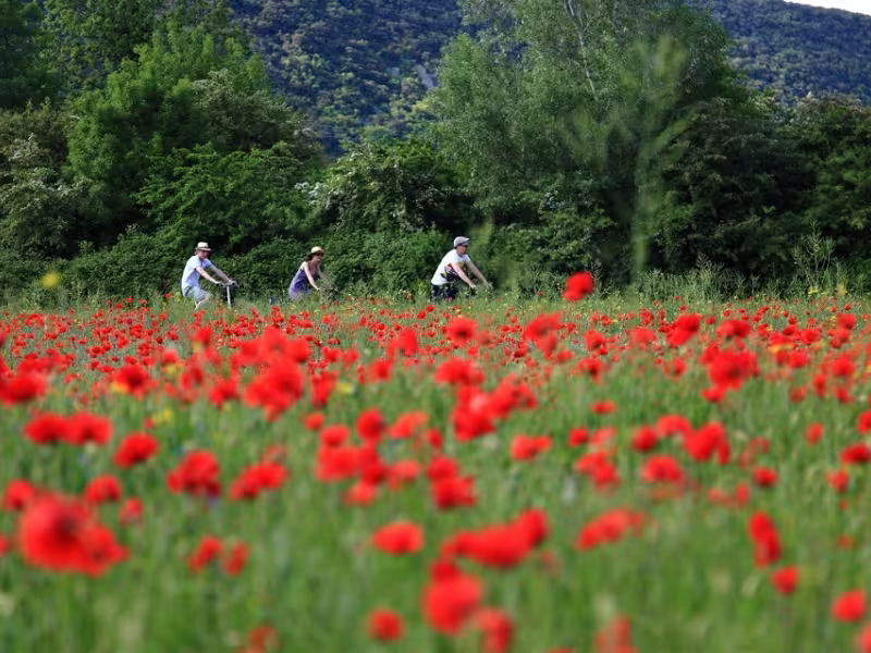 Poppy field between Montélimar and Avignon