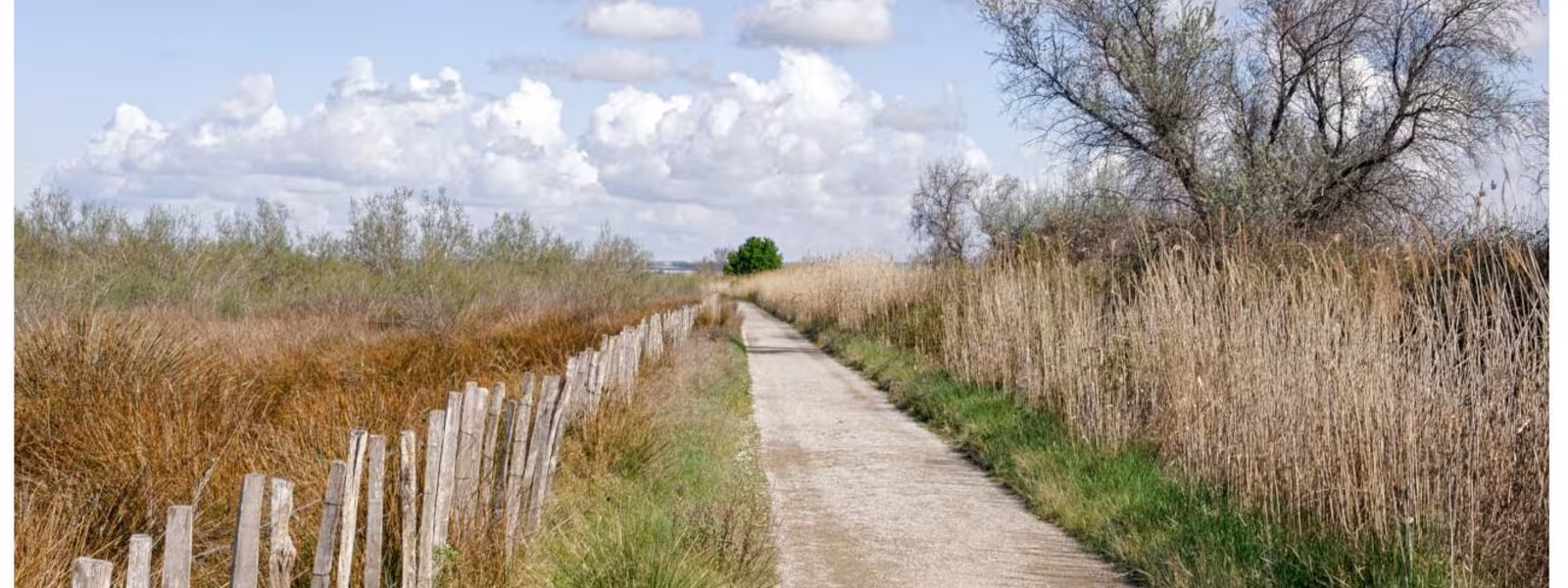 Boucle cyclo entre vignes et rizières