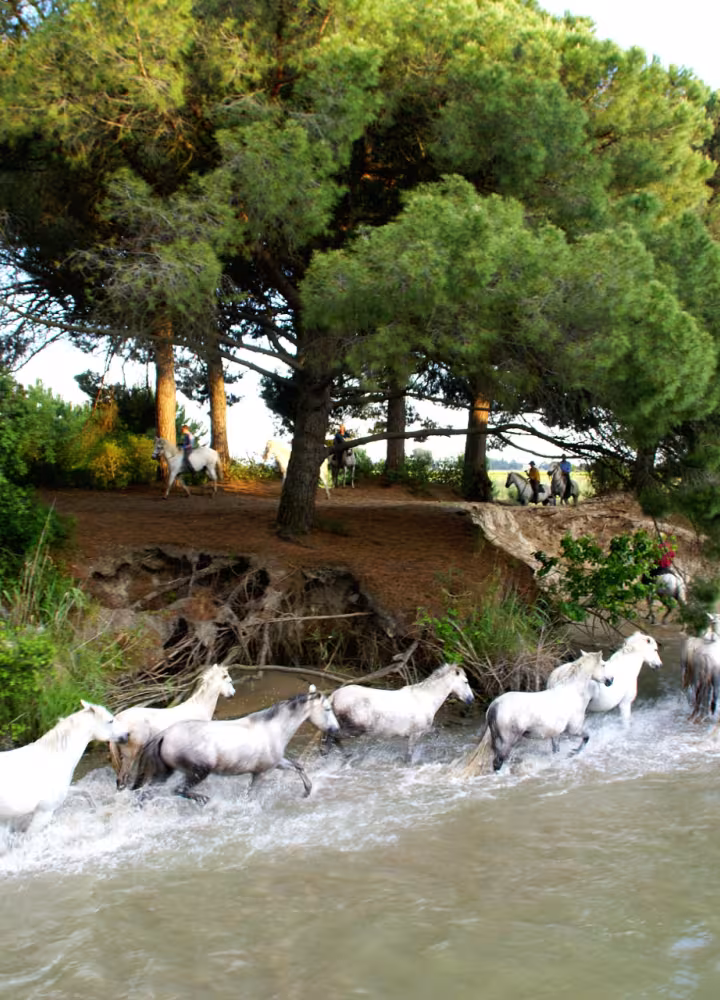 Chevaux camarguais en baignade