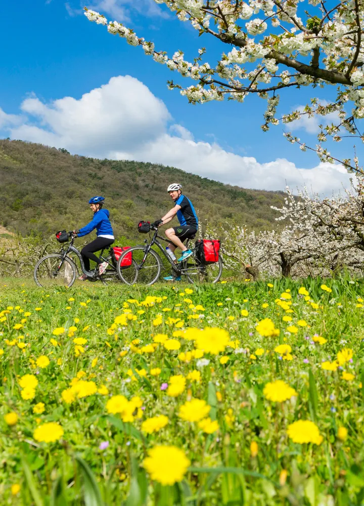 Cyclistes sur la ViaRhôna au printemps