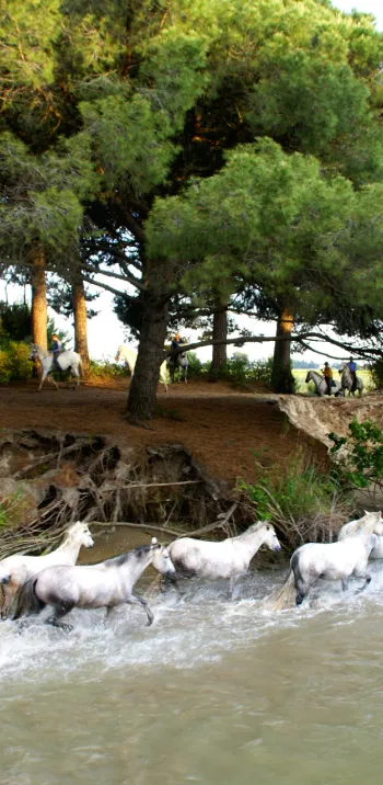 Chevaux camarguais en baignade