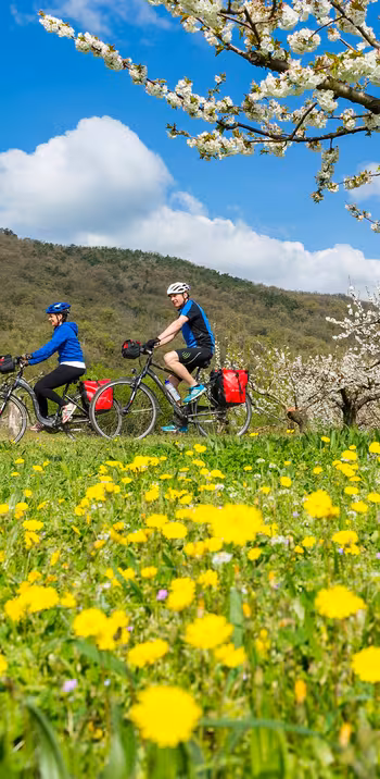 Cyclistes sur la ViaRhôna au printemps