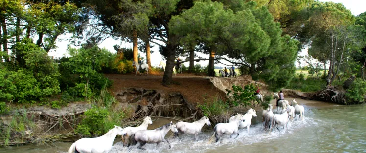 Chevaux camarguais en baignade