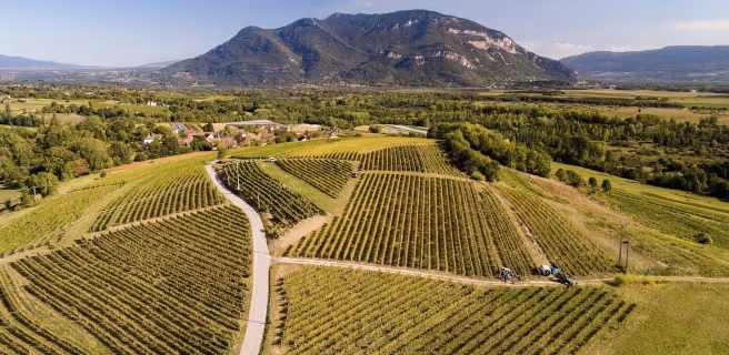 Weinberge des Bugey