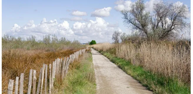 Zwischen Weinbergen und Reisfeldern