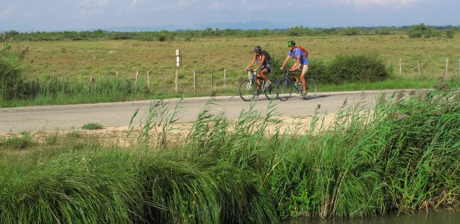 Das Camargue-Pferd und der Reis