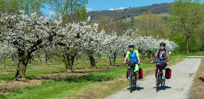 Dans les vergers en fleurs - Viarhôna