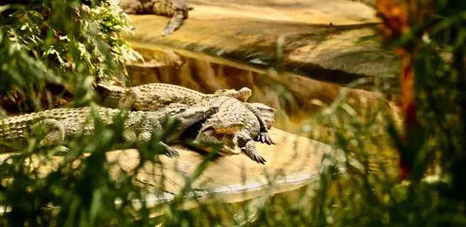 The crocodile farm