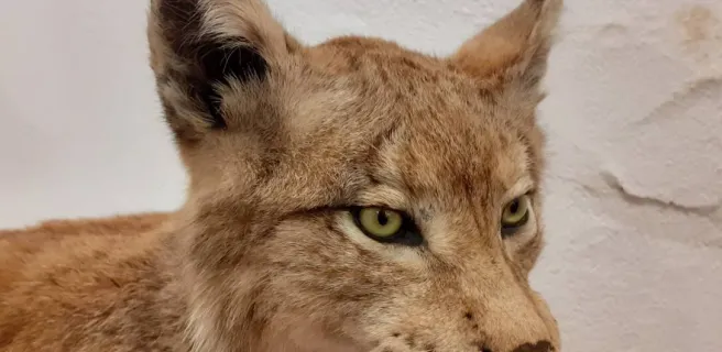 Museum Requien - Lynx