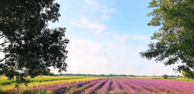Un Mas en Provence