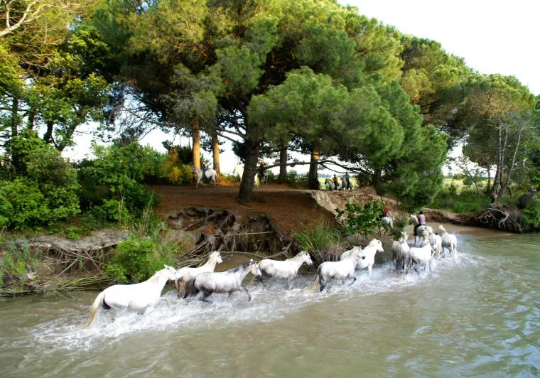 Chevaux camarguais en baignade