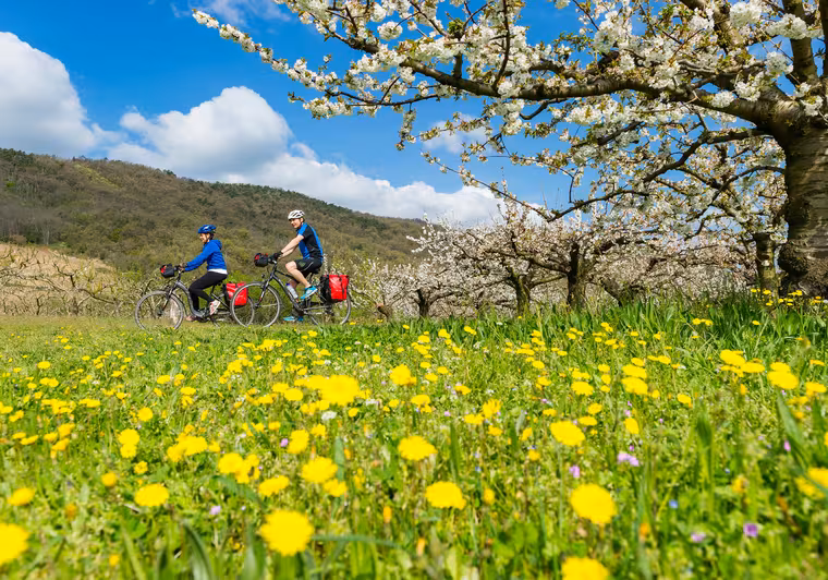 Cyclistes sur la ViaRhôna au printemps