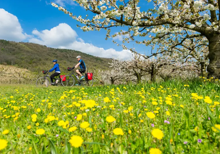 Cyclistes sur la ViaRhôna au printemps